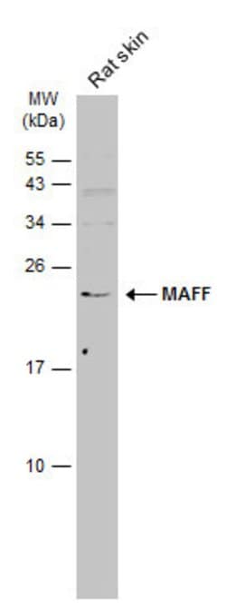 MAFF Polyclonal Antibody:Antibodies, Polyclonal