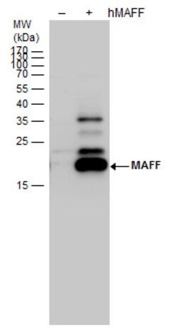 MAFF Polyclonal Antibody:Antibodies, Polyclonal