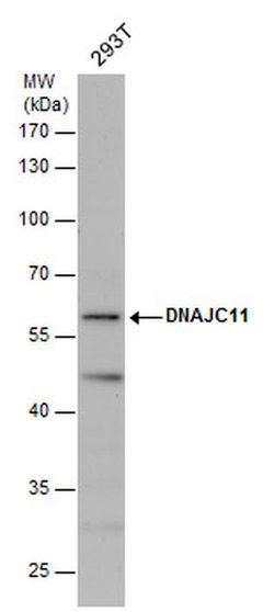 Invitrogen DNAJC11 Polyclonal Antibody 100 &mu;L; Unconjugated:Antibodies,