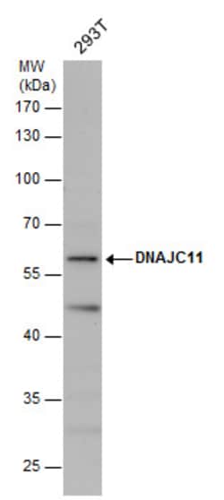 Invitrogen DNAJC11 Polyclonal Antibody 100 &mu;L; Unconjugated:Antibodies,