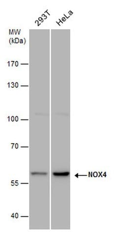 Invitrogen NOX4 Polyclonal Antibody 100 &mu;L; Unconjugated:Antibodies,