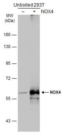 Invitrogen NOX4 Polyclonal Antibody 100 &mu;L; Unconjugated:Antibodies,