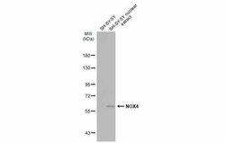 Invitrogen NOX4 Polyclonal Antibody 100 &mu;L; Unconjugated:Antibodies,