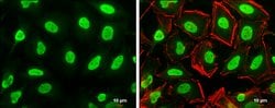 Histone H3 Polyclonal Antibody:Antibodies, Polyclonal