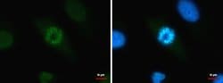 Histone H3 Polyclonal Antibody:Antibodies, Polyclonal