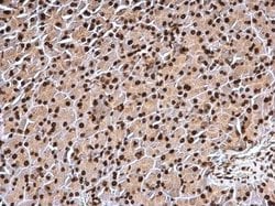 Histone H3 Polyclonal Antibody:Antibodies, Polyclonal