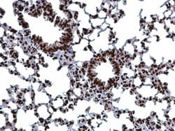 Histone H3 Polyclonal Antibody:Antibodies, Polyclonal