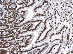 Histone H3 Polyclonal Antibody:Antibodies, Polyclonal