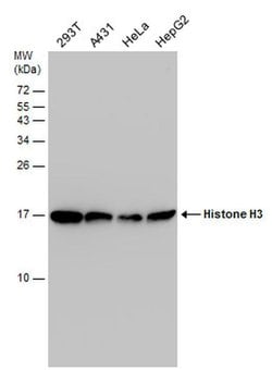Histone H3 Polyclonal Antibody:Antibodies, Polyclonal