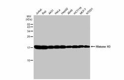Histone H3 Polyclonal Antibody:Antibodies, Polyclonal