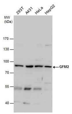 Invitrogen GFM2 Polyclonal Antibody 100 &mu;L; Unconjugated:Antibodies,