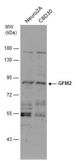 Invitrogen GFM2 Polyclonal Antibody 100 &mu;L; Unconjugated:Antibodies,