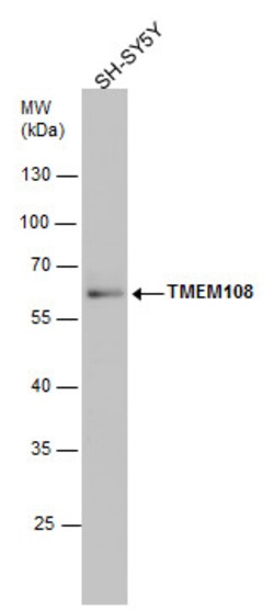 Invitrogen TMEM108 Polyclonal Antibody 100 &mu;L; Unconjugated:Antibodies,