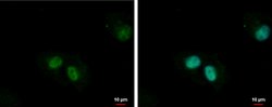 Invitrogen ZNF266 Polyclonal Antibody 100 &mu;L; Unconjugated:Antibodies,