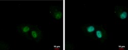 Invitrogen ZNF266 Polyclonal Antibody 100 &mu;L; Unconjugated:Antibodies,