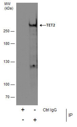 Invitrogen TET2 Polyclonal Antibody 100 &mu;L; Unconjugated:Antibodies,