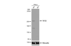 Invitrogen TET2 Polyclonal Antibody 100 &mu;L; Unconjugated:Antibodies,