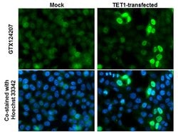 Invitrogen TET1 Polyclonal Antibody 100 &mu;L; Unconjugated:Antibodies,
