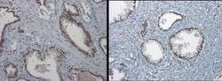 Invitrogen TET1 Polyclonal Antibody 100 &mu;L; Unconjugated:Antibodies,