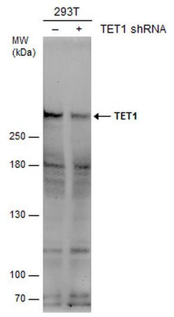 Invitrogen TET1 Polyclonal Antibody 100 &mu;L; Unconjugated:Antibodies,