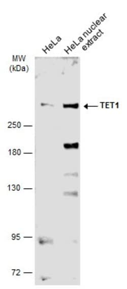 Invitrogen TET1 Polyclonal Antibody 100 &mu;L; Unconjugated:Antibodies,