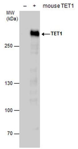 Invitrogen TET1 Polyclonal Antibody 100 &mu;L; Unconjugated:Antibodies,