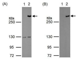Invitrogen TET1 Polyclonal Antibody 100 &mu;L; Unconjugated:Antibodies,
