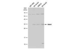 Invitrogen SNAIL Polyclonal Antibody 100 &mu;L; Unconjugated:Antibodies,