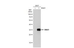 Invitrogen SNAIL Polyclonal Antibody 100 &mu;L; Unconjugated:Antibodies,