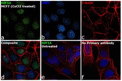 Invitrogen HIF1A Polyclonal Antibody 100 &mu;L | Buy Online | Invitrogen&trade; | Fisher Scientific
