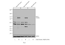Invitrogen HIF1A Polyclonal Antibody 100 &mu;L | Buy Online | Invitrogen&trade; | Fisher Scientific