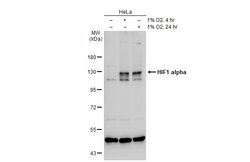 Invitrogen HIF1A Polyclonal Antibody 100 &mu;L | Buy Online | Invitrogen&trade; | Fisher Scientific