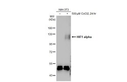 Invitrogen HIF1A Polyclonal Antibody 100 &mu;L | Buy Online | Invitrogen&trade; | Fisher Scientific