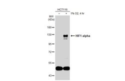 Invitrogen HIF1A Polyclonal Antibody 100 &mu;L | Buy Online | Invitrogen&trade; | Fisher Scientific