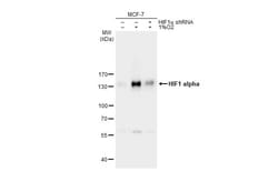 Invitrogen HIF1A Polyclonal Antibody 100 &mu;L | Buy Online | Invitrogen&trade; | Fisher Scientific