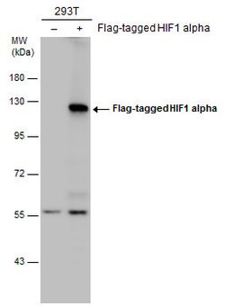 Invitrogen HIF1A Polyclonal Antibody 100 &mu;L | Buy Online | Invitrogen&trade; | Fisher Scientific