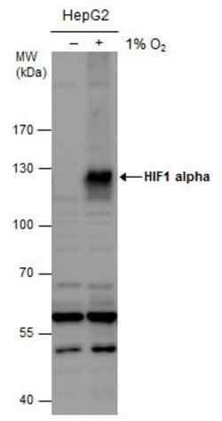 Invitrogen HIF1A Polyclonal Antibody 100 &mu;L | Buy Online | Invitrogen&trade; | Fisher Scientific