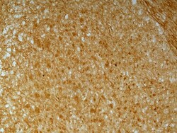 Invitrogen N-cadherin Polyclonal Antibody 100 &mu;L; Unconjugated:Antibodies,