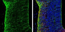 Invitrogen N-cadherin Polyclonal Antibody 100 &mu;L; Unconjugated:Antibodies,