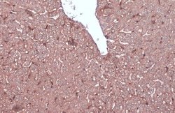 Invitrogen N-cadherin Polyclonal Antibody 100 &mu;L; Unconjugated:Antibodies,