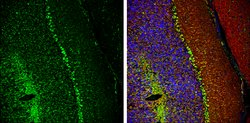 Invitrogen Phospho-CaMKII alpha (Thr286) Polyclonal Antibody 100 &mu;L;