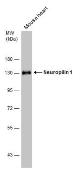 Invitrogen Neuropilin 1 Polyclonal Antibody 100 &mu;L; Unconjugated:Antibodies,