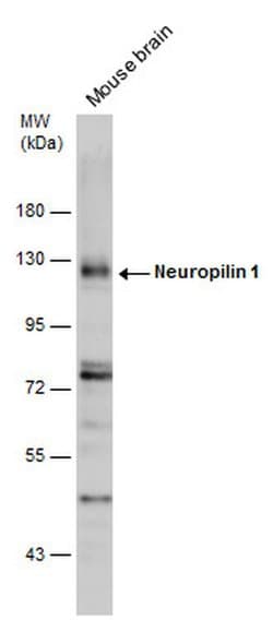 Invitrogen Neuropilin 1 Polyclonal Antibody 100 &mu;L; Unconjugated:Antibodies,