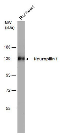 Invitrogen Neuropilin 1 Polyclonal Antibody 100 &mu;L; Unconjugated:Antibodies,