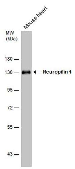Invitrogen Neuropilin 1 Polyclonal Antibody 100 &mu;L; Unconjugated:Antibodies,