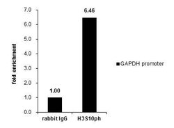 Invitrogen Phospho-Histone H3 (Ser10) Polyclonal Antibody 100 &mu;L; Unconjugated:Antibodies,