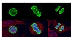 Invitrogen Phospho-Histone H3 (Ser10) Polyclonal Antibody 100 &mu;L; Unconjugated:Antibodies,