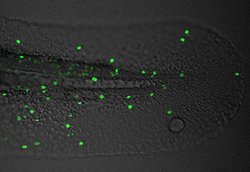Invitrogen Phospho-Histone H3 (Ser10) Polyclonal Antibody 100 &mu;L; Unconjugated:Antibodies,