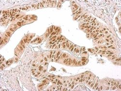 Invitrogen Phospho-Histone H3 (Ser10) Polyclonal Antibody 100 &mu;L; Unconjugated:Antibodies,