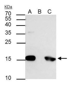 Invitrogen Phospho-Histone H3 (Ser10) Polyclonal Antibody 100 &mu;L; Unconjugated:Antibodies,